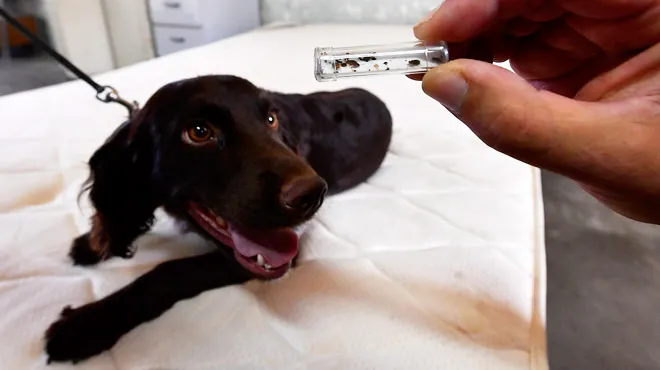 Détection canine punaises de lit - Chien renifleur professionnel