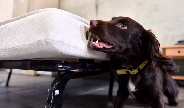 Service détection punaises de lit - Chien détecteur certifié