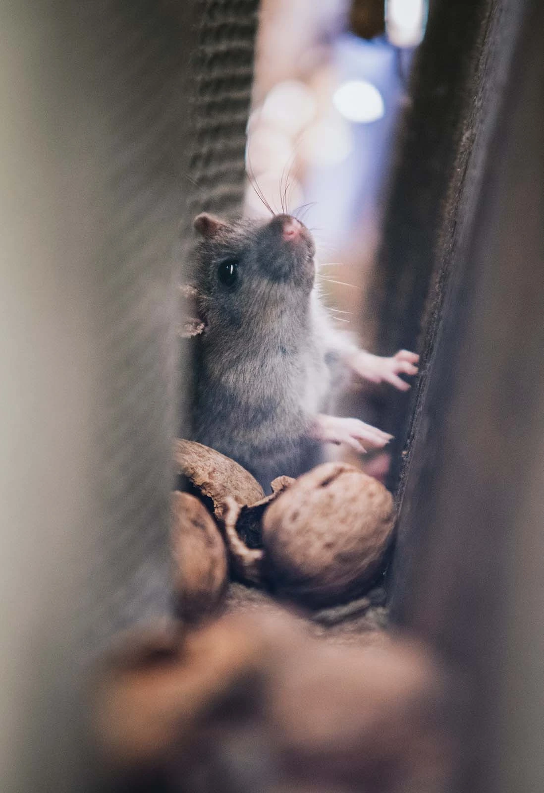 Dératisation souris - Élimination rongeurs Paris